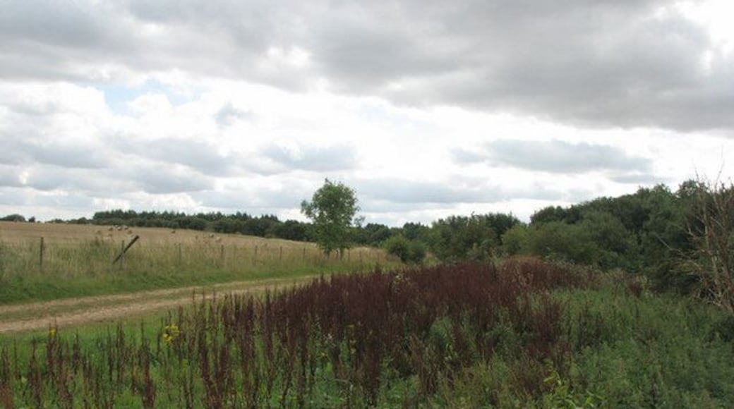 Former ironstone quarry and railway I am standing on the edge of the overgrown trackbed of the railway which led from the headquarters of the Harlaxton quarry railway system north of Gorse Lane into the largest and last of the Harlaxton quarries, No 4 (Hungerton). The plantation ahead and the restored fields to the left were, until 14 February 1974, a deep quarry which covered about half of this gridsquare. See other photos nearby for more on the Harlaxton railways and quarries.