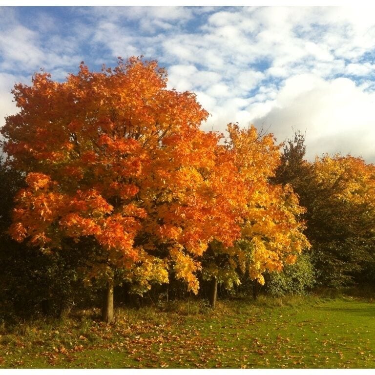 You've gotta love Autumn ..... 