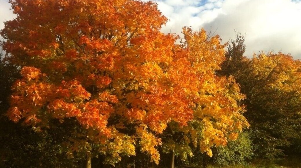 You've gotta love Autumn .....