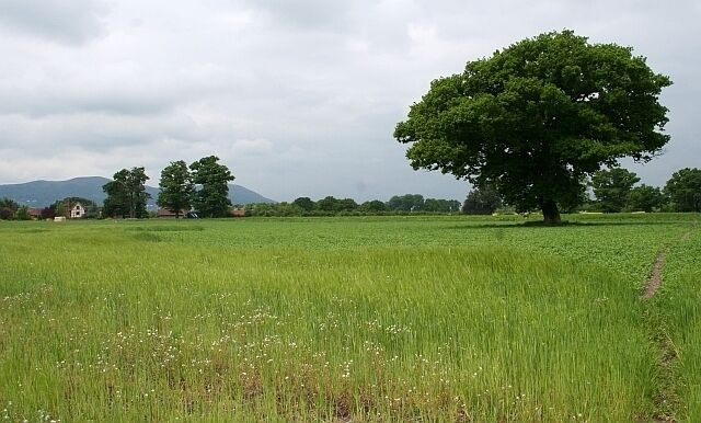 Oak Tree near Gilbert's End Farm On the footpath (right) towards the sewerage works and The Stables beyond. Gilbert's End Farm is visible against the backdrop of Worcestershire Beacon.