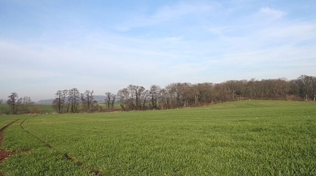 Day's Coppice Taken from the footpath towards Horton Manor Farm.
