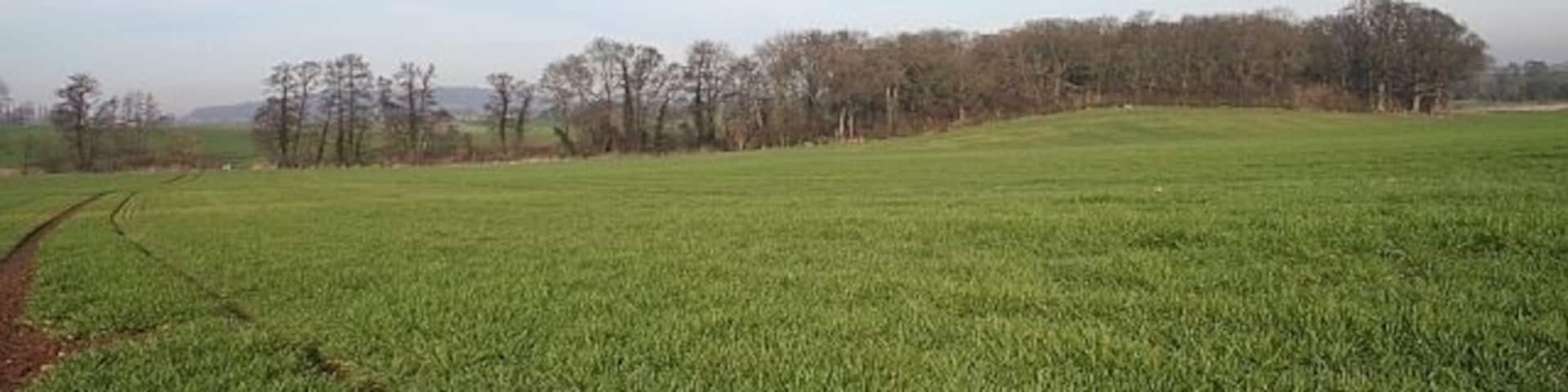 Day's Coppice Taken from the footpath towards Horton Manor Farm.