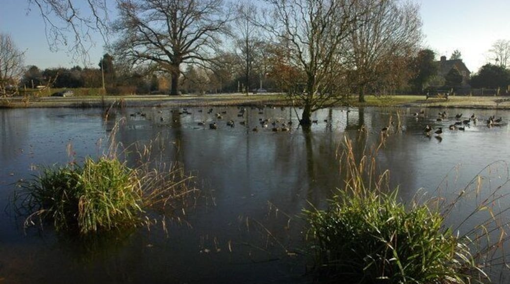Pond in Hanley Swan Ducks in the unfrozen centre of Hanley Swans village pond.
