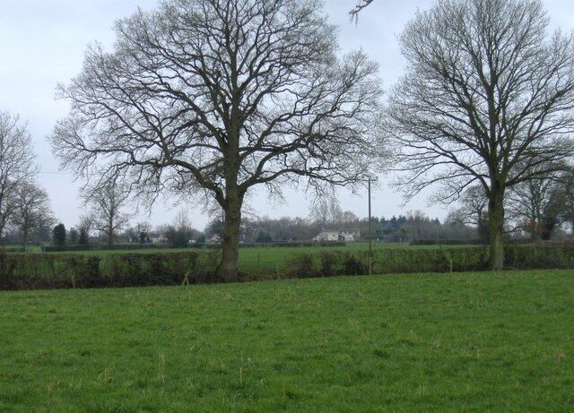 A grassy field with two large leafless trees and a hedge in the foreground.