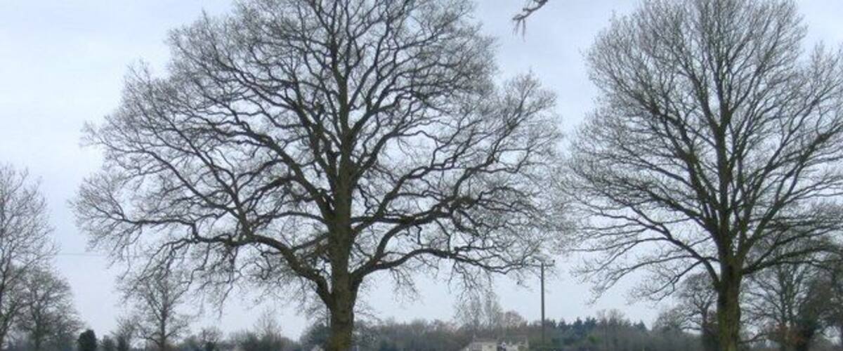 A grassy field with two large leafless trees and a hedge in the foreground.