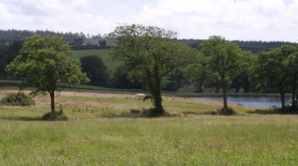 Near Rectory Seen through a line of trees along a field boundary, a newly-created lake in a field south of Halwill. The valley drains west (right) into the nearby River Carey.
