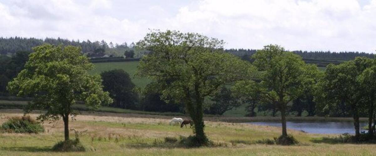 A grassy field with trees and a body of water in the background.