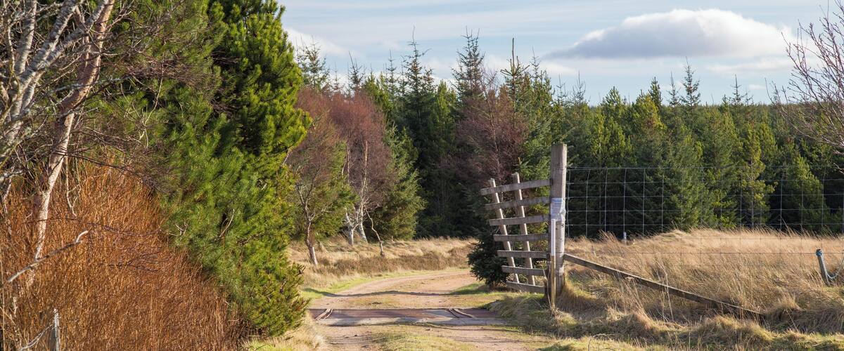 A dirt path leading to a wooden gate in a forested area.