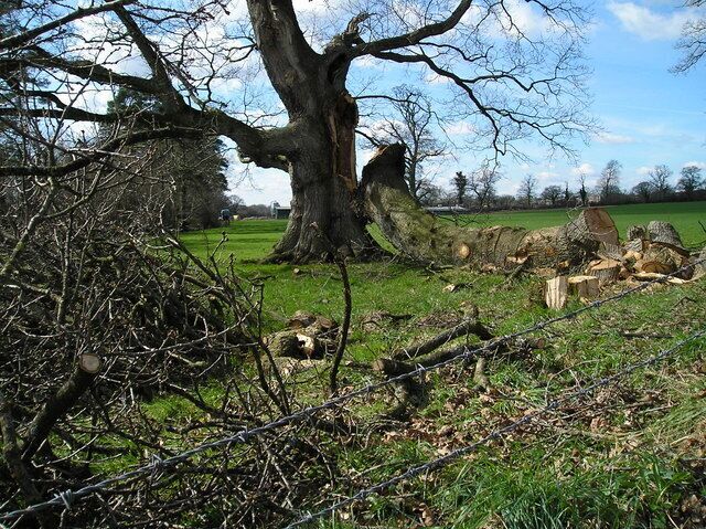 Wind damaged trees, Uffculme These trees were badly damaged in the gales earlier this year, they stood for hundreds of years until now.