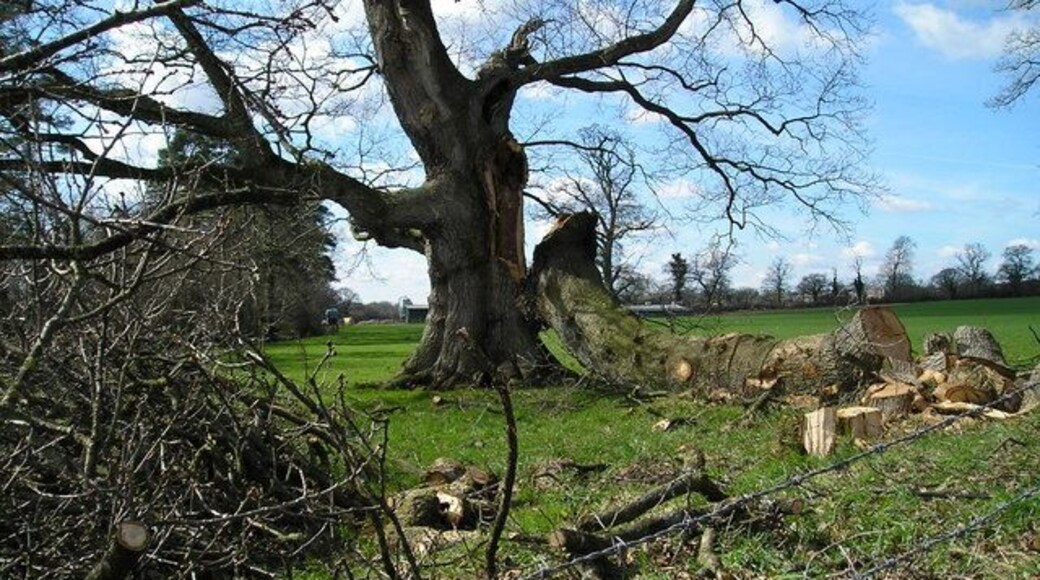 Wind damaged trees, Uffculme These trees were badly damaged in the gales earlier this year, they stood for hundreds of years until now.