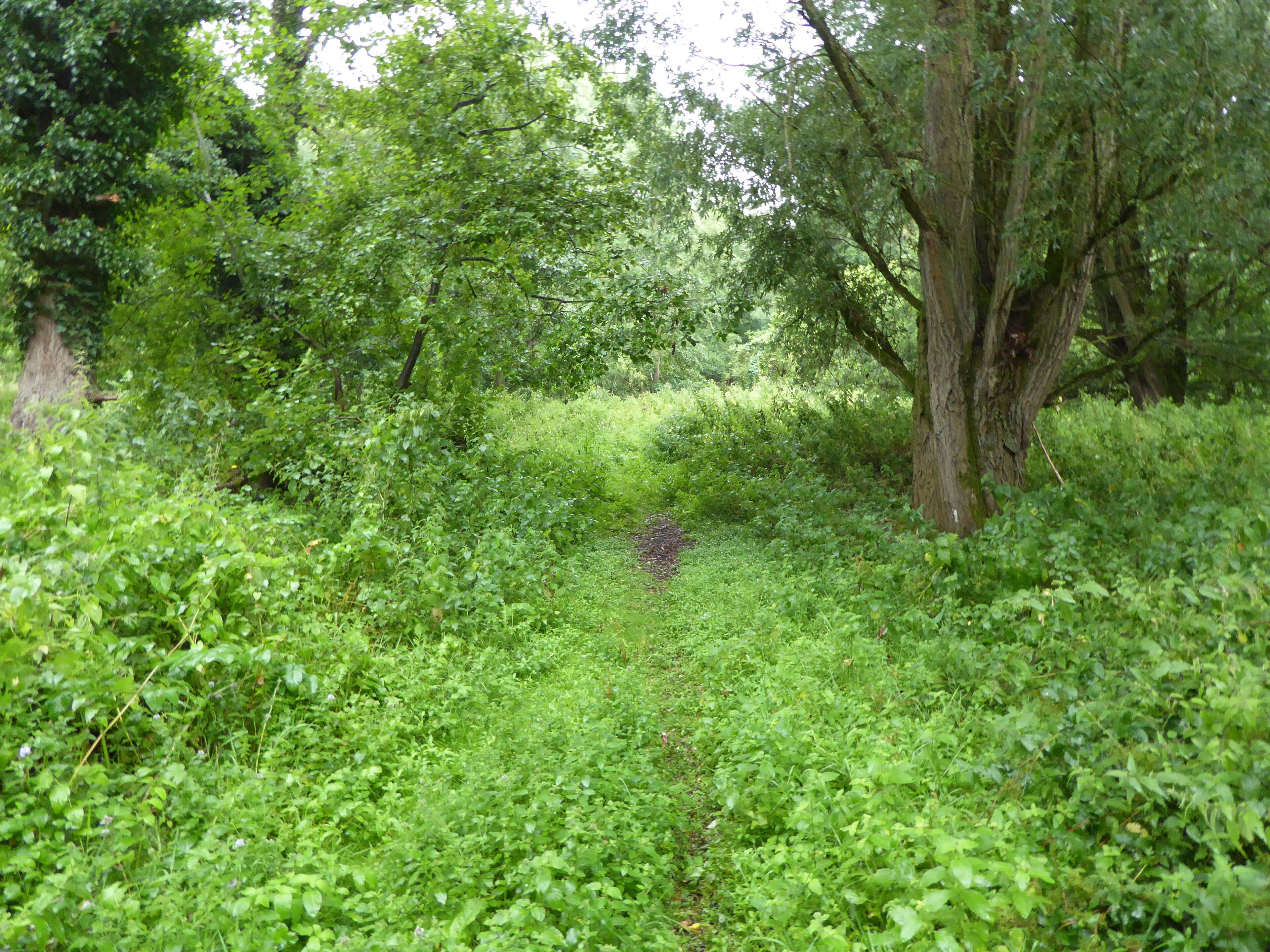 The Riverside Walk in Hadleigh, Suffolk, is a Local Nature Reserve on the west bank of the River Brett.
