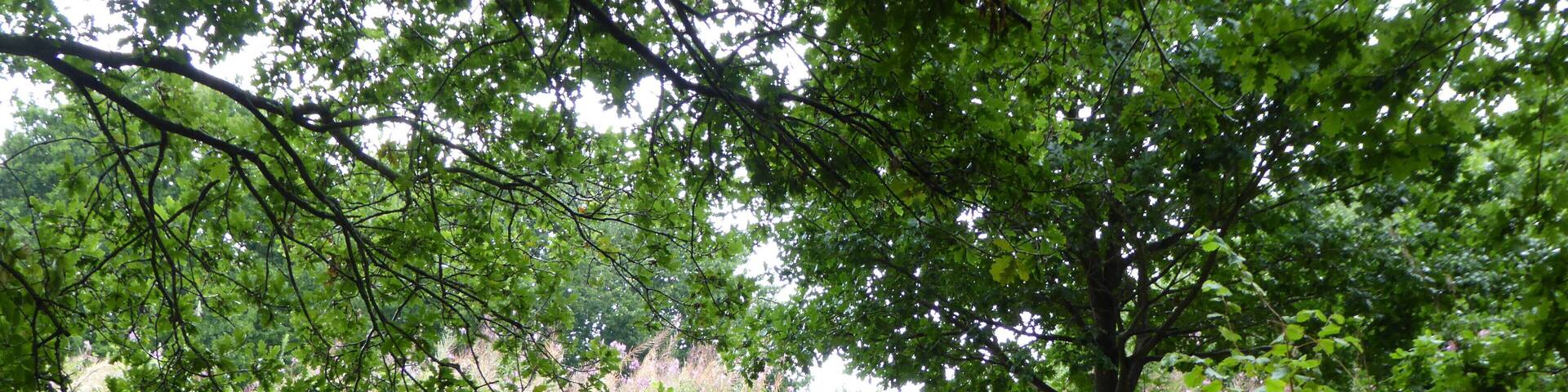 Broom Hill is a Local Nature Reserve on the western outskirts of Hadleigh in Suffolk.