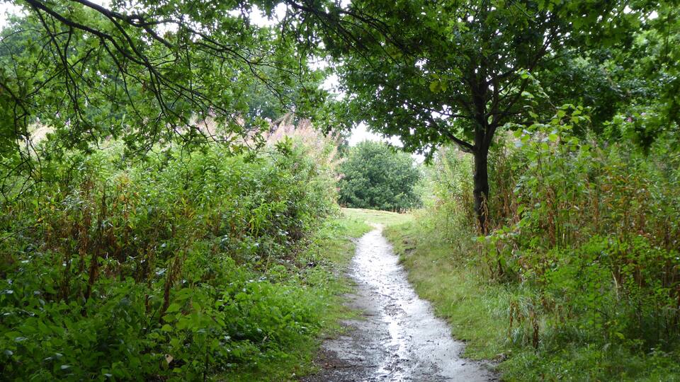 A narrow, muddy path flanked by dense greenery and trees.