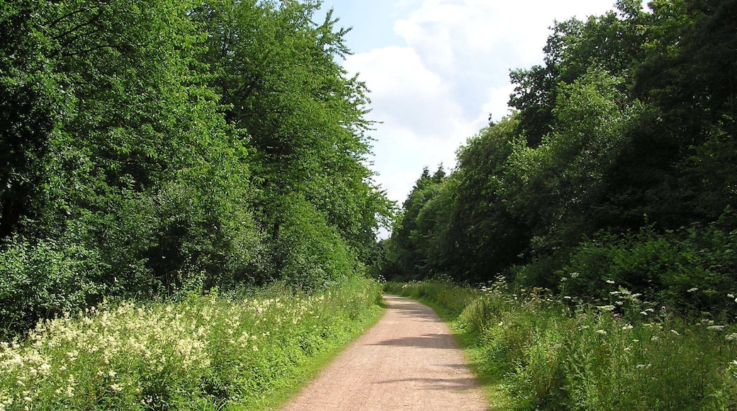 Forest track in Salcey Forest - July 2009