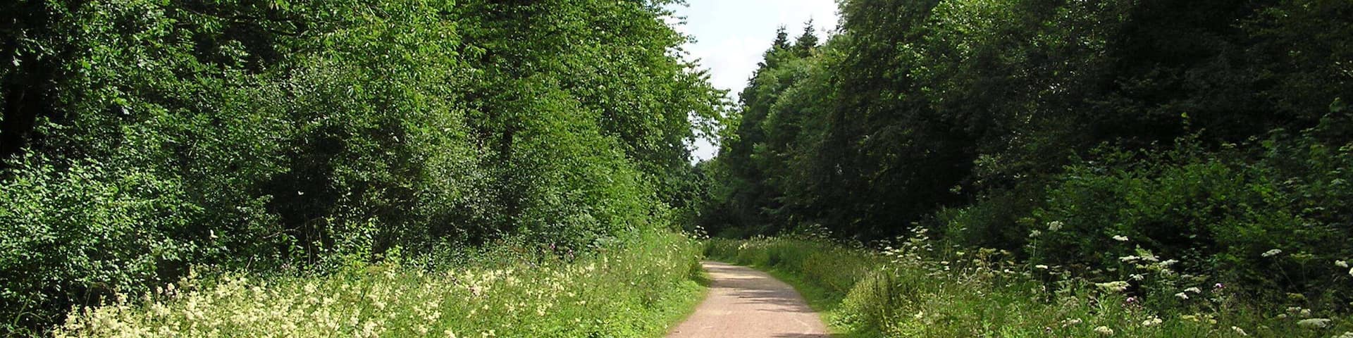 Forest track in Salcey Forest - July 2009