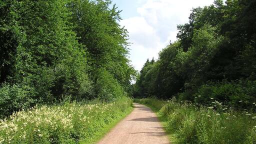 Forest track in Salcey Forest - July 2009