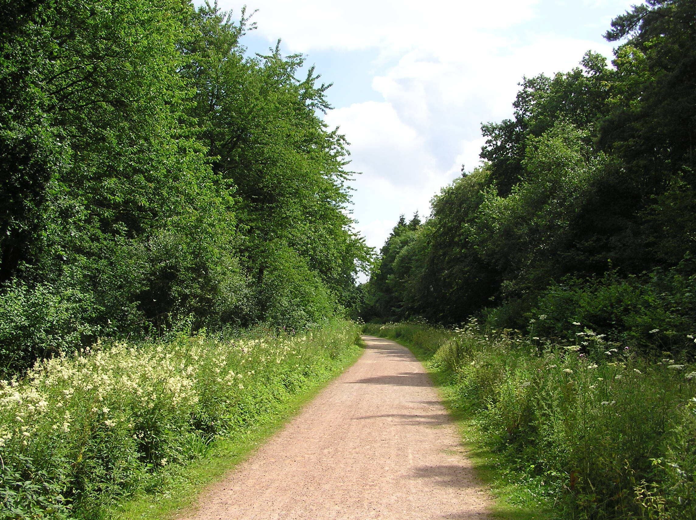 A narrow, unpaved country road flanked by dense green foliage and wildflowers.