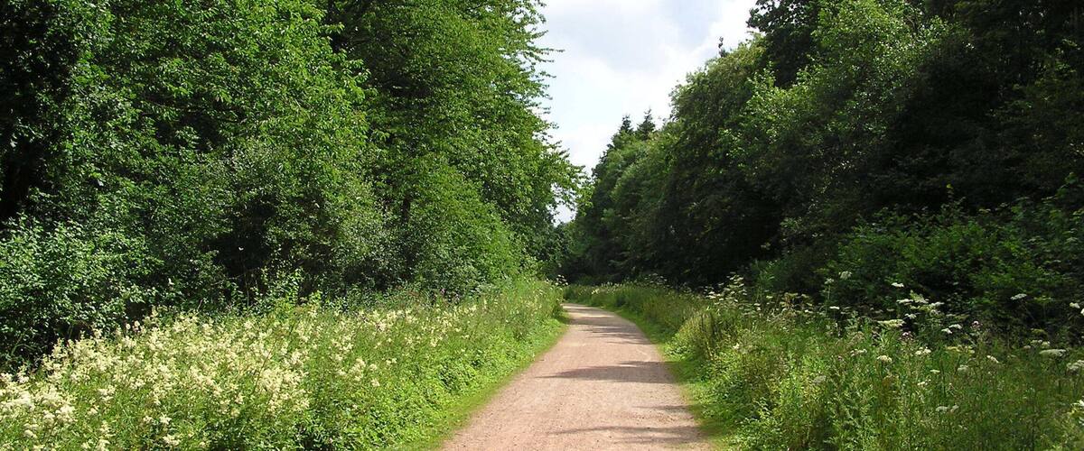 A narrow, unpaved country road flanked by dense green foliage and wildflowers.