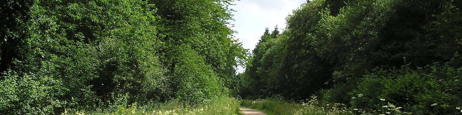 A narrow, unpaved country road flanked by dense green foliage and wildflowers.