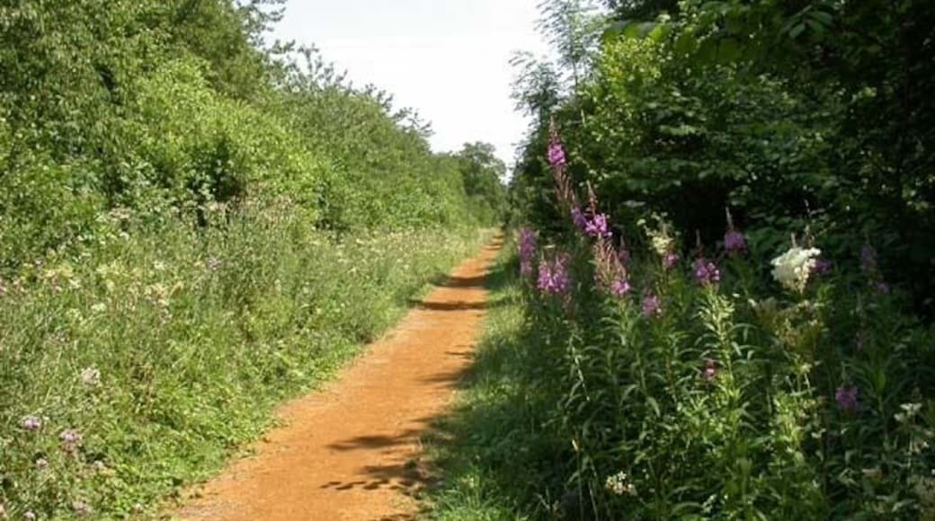 The Woodpecker Trail, Salcey Forest. The tall mauve flowers to the right of the trail are Rosebay Willow Herb. This trail is approximately 6 miles in length and is the longest on offer in the forest.