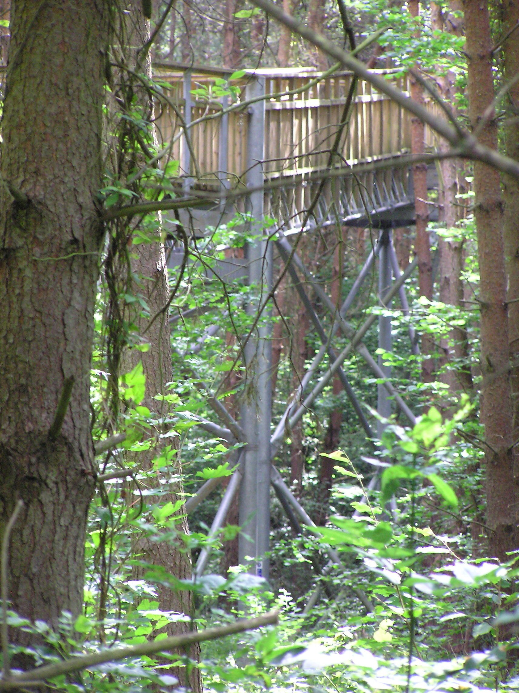 First glimpses of the Tree Top Way - Salcey Forest - July 2009