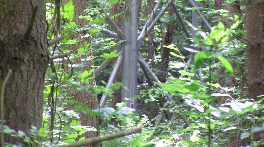 First glimpses of the Tree Top Way - Salcey Forest - July 2009