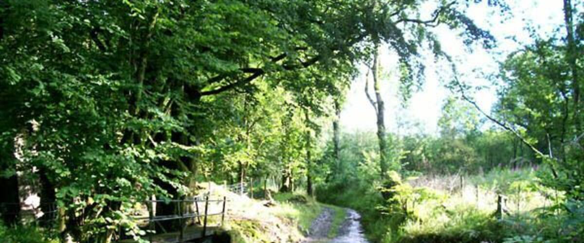 A narrow, paved path leading through a lush, green forest with a small bridge over a stream.