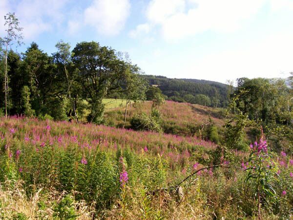 Willow-herb forest Despite appearing on the map, this area of Coed Pen-Arthur has been clear-felled and has developed a magnificent stand of Willow-herb. Together this makes for a much better view.