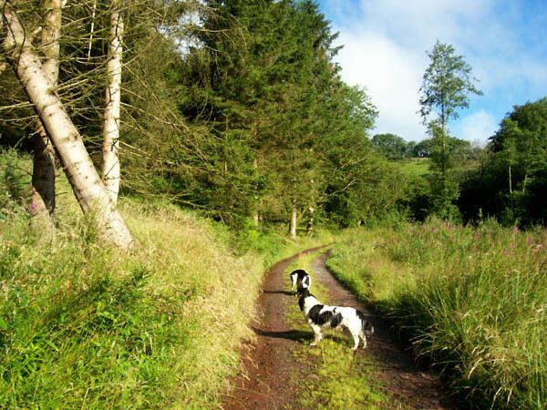 Track and footpath Remnants of the forestry line the track to Llwyn-y-neuadd.