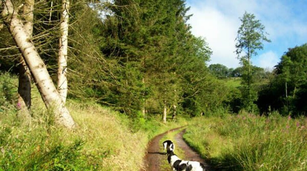 Track and footpath Remnants of the forestry line the track to Llwyn-y-neuadd.