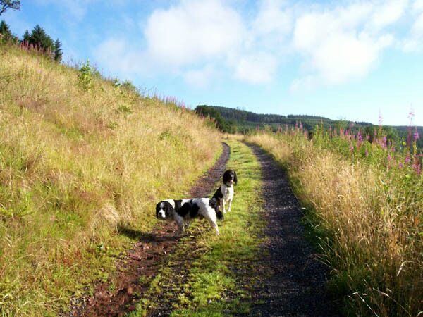 Track to Llwyn-y-neuadd This track is indicated as being on the edge of the forest, but since the trees have been clear-felled it is wide open and affords superb views of the Afon Meilwch valley.