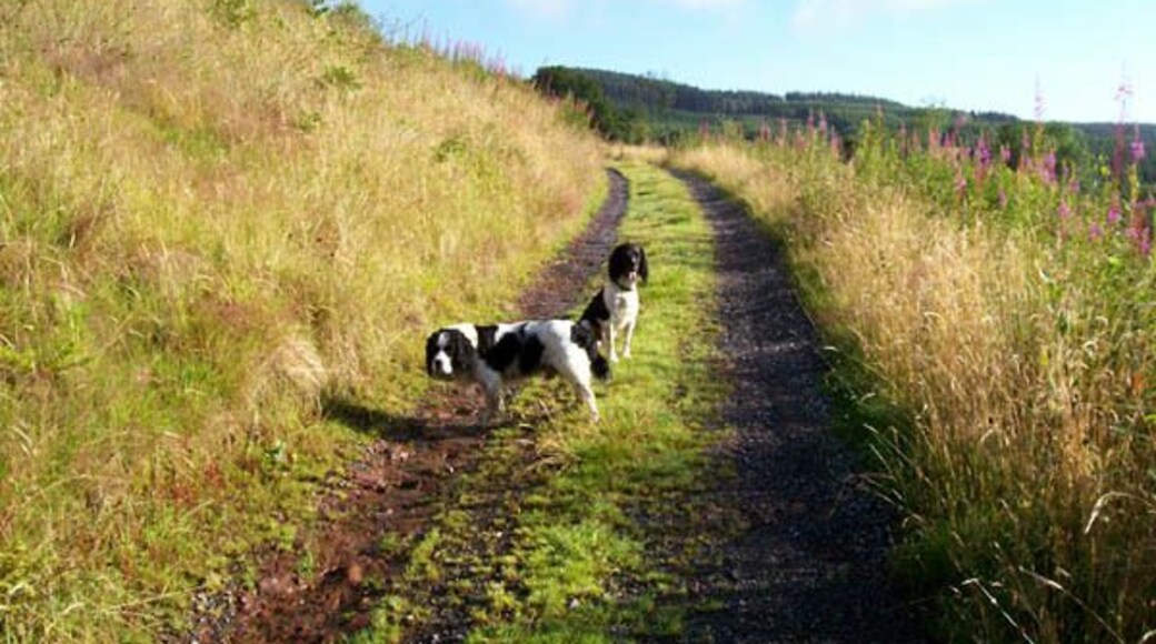 Track to Llwyn-y-neuadd This track is indicated as being on the edge of the forest, but since the trees have been clear-felled it is wide open and affords superb views of the Afon Meilwch valley.