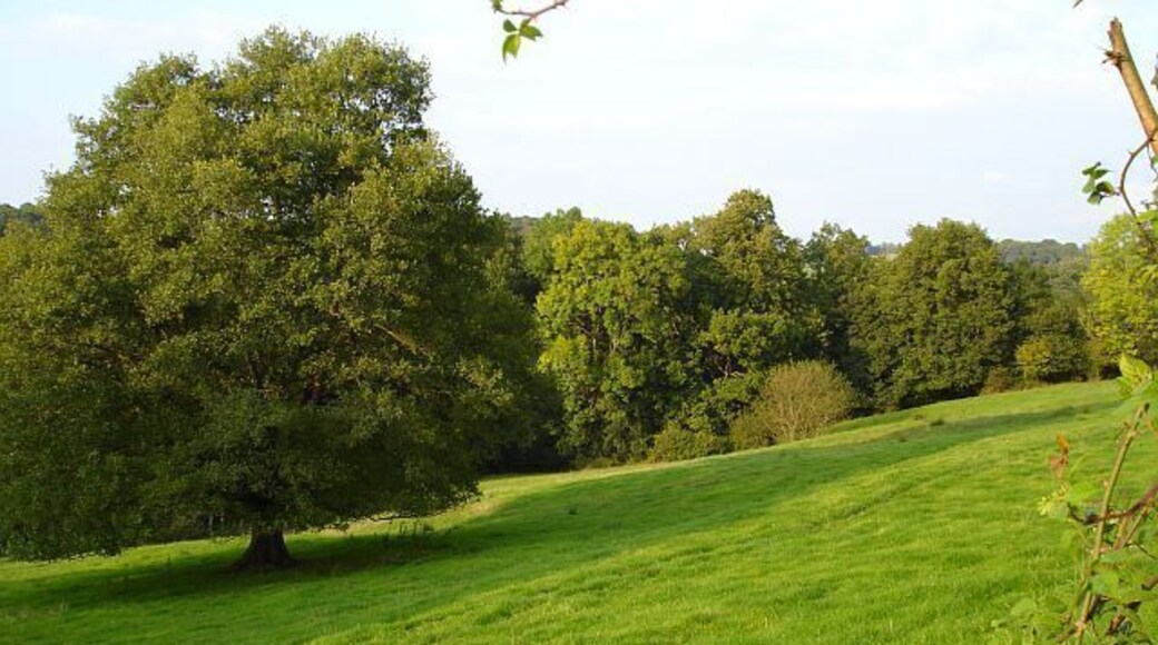 Pasture and woodland Beside the road from Groes-lwyd to Cyfronydd, near Little Stonehouse.