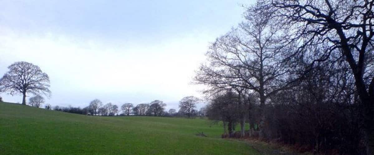 A grassy field with a path and leafless trees.