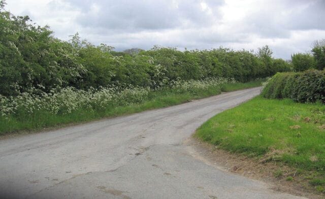 A rural road curving through a field with wildflowers and dense hedgerows.