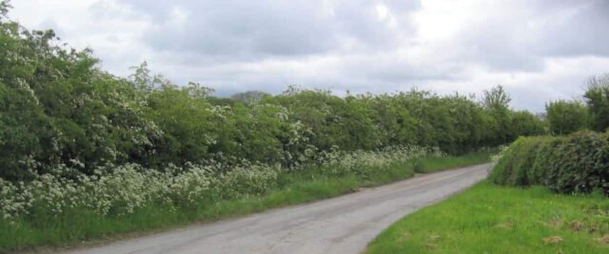 A rural road curving through a field with wildflowers and dense hedgerows.
