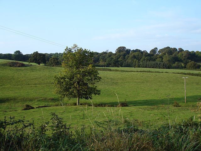 Pasture near Moel-y-garth
