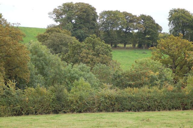 Hillside looking towards Crowthers Coppice
