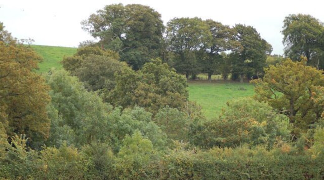 Hillside looking towards Crowthers Coppice