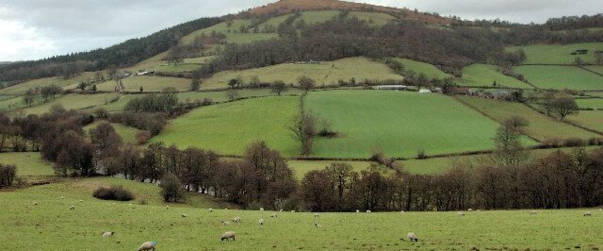 Looking towards Garway Hill. The left hand field in the middle distance shows depressions towards the left-hand boundary which mark the site of a Roman Auxiliary Fort, excavated by Monmouth Archaeological Society in the 1980s.