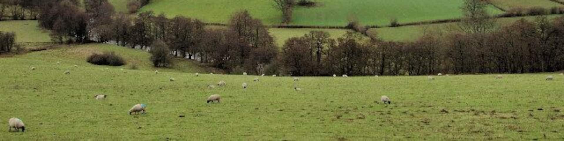 Looking towards Garway Hill. The left hand field in the middle distance shows depressions towards the left-hand boundary which mark the site of a Roman Auxiliary Fort, excavated by Monmouth Archaeological Society in the 1980s.