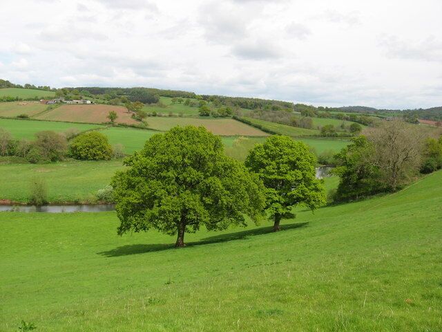 A lush green field with two prominent trees and a small stream in the background.