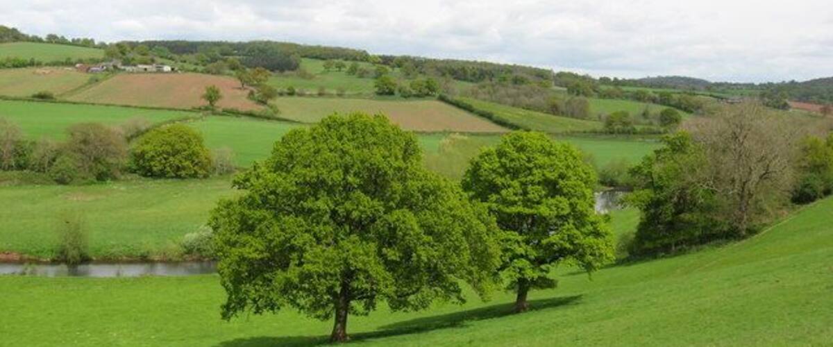 A lush green field with two prominent trees and a small stream in the background.