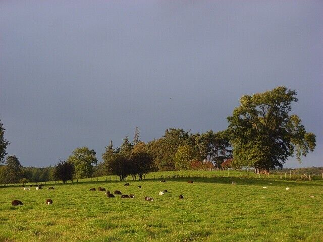 Pastures, Greystoke Sheep grazing north of the B5288.