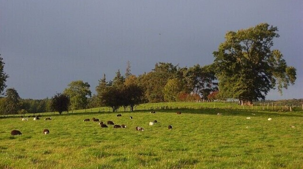 Pastures, Greystoke Sheep grazing north of the B5288.