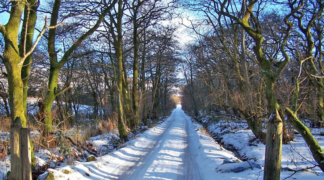 Private driveway through the woods This driveway leads from the road through Edinbane village to three private houses.