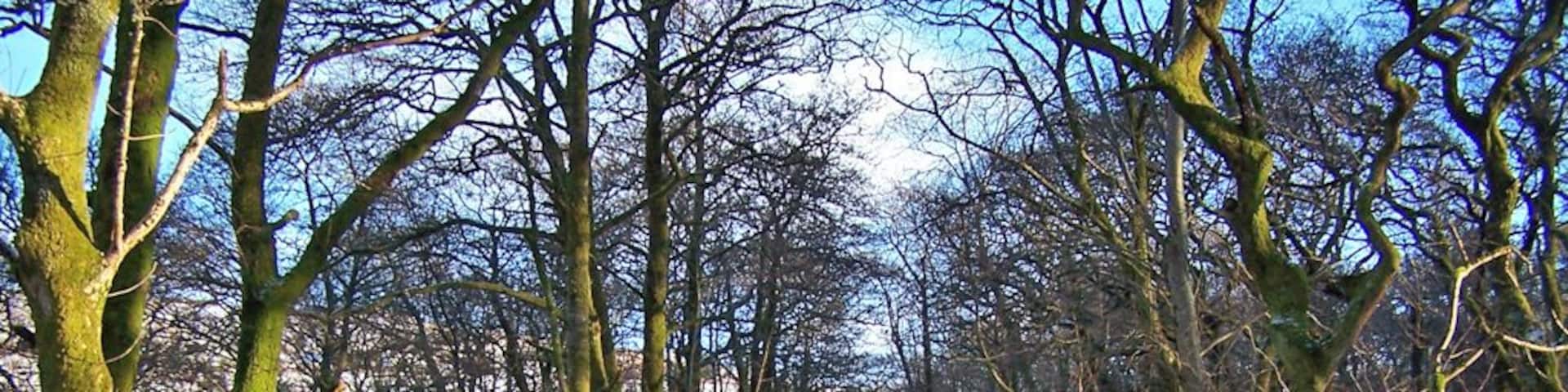 Private driveway through the woods This driveway leads from the road through Edinbane village to three private houses.