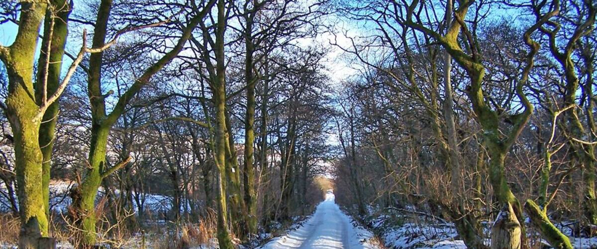A snow-covered rural road flanked by leafless trees.
