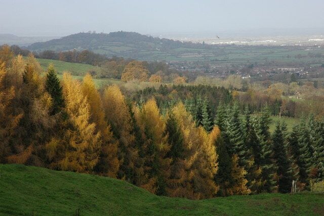Larch trees above Witcombe Weak autumn sunlight catching larch trees above Witcombe. Churchdown Hill can be seen in the background, along with a soaring buzzard (to the right of the hill).