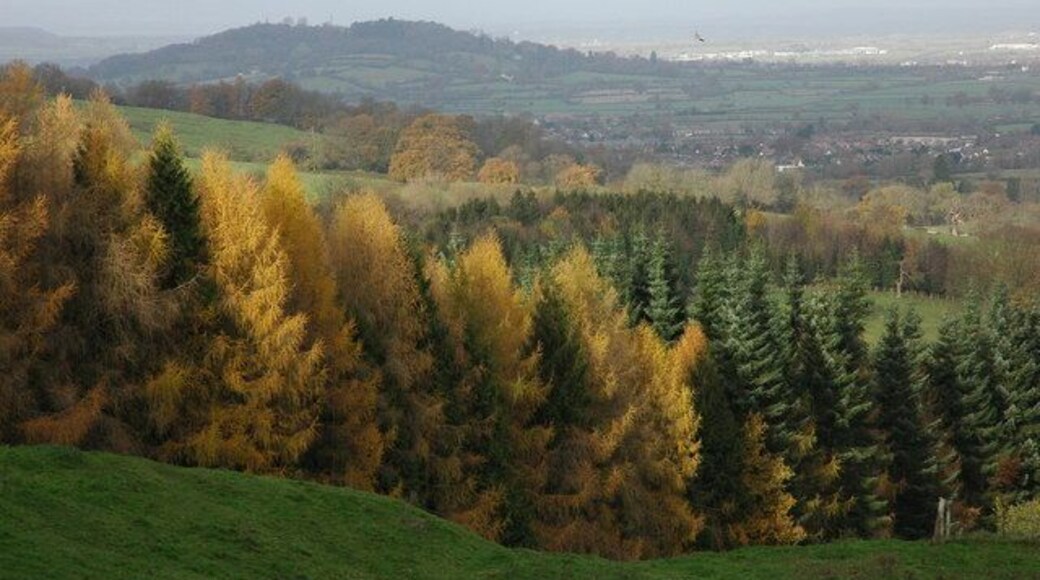 Larch trees above Witcombe Weak autumn sunlight catching larch trees above Witcombe. Churchdown Hill can be seen in the background, along with a soaring buzzard (to the right of the hill).